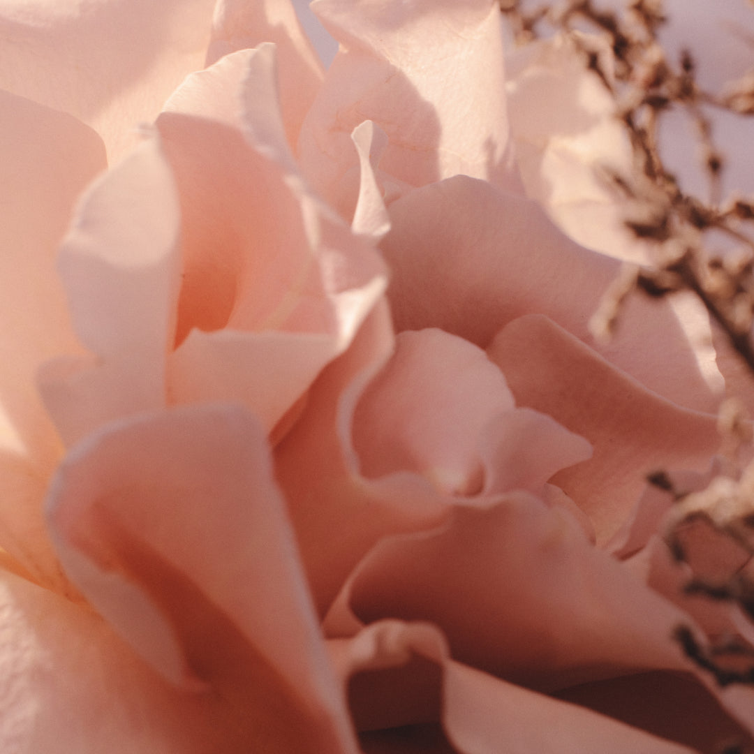 Soft-focus macro of blush pink petals in warm golden light, showcasing delicate floral textures and romantic tones, inspired by luxury fragrance aesthetics.