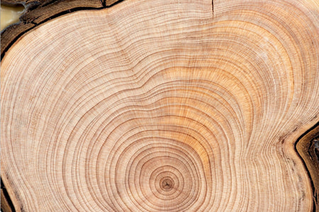 Histoires de bois de santal : le cœur doré des parfums boisés australiens