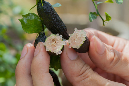 Why Native Botanicals Matter In Luxury Scent