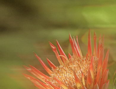 5 Tips for Discovering Native Australian Scents