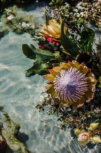 Jardins de la mémoire : décoder le langage floral de la parfumerie australienne